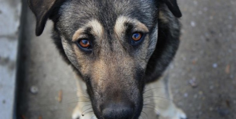 В отруєнні собак на Рівненщині місцеві підозрюють і догхантерів, і комунальників