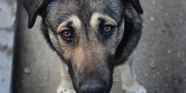 В отруєнні собак на Рівненщині місцеві підозрюють і догхантерів, і комунальників