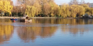 У Рівному в Парку молоді ловлять лебедів на озері [Фото]