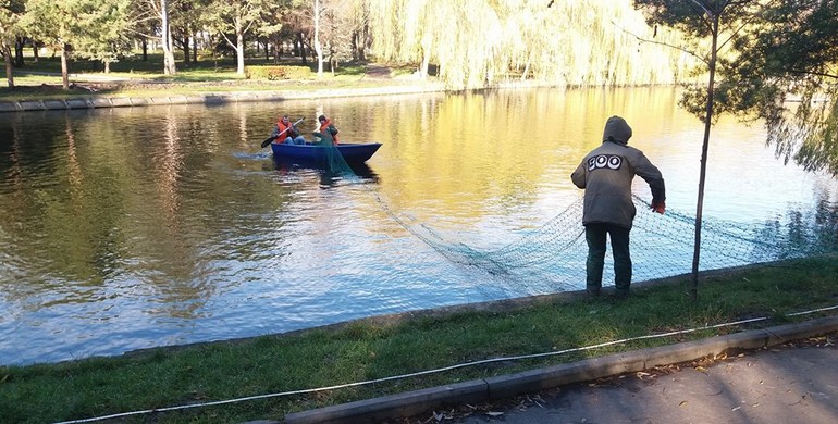 У Рівному в Парку молоді ловлять лебедів на озері [Фото]
