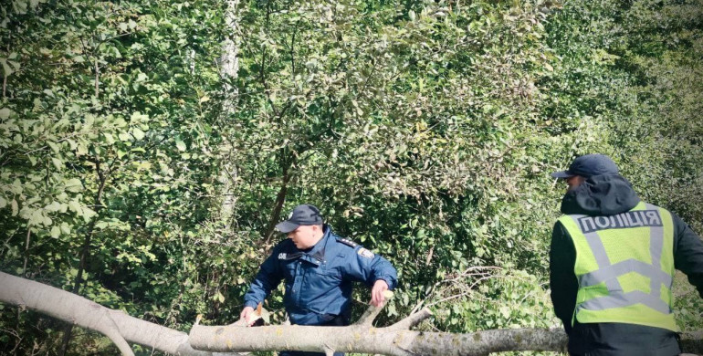 Патрульні розчистили дорогу від поваленого дерева на Рівненщині