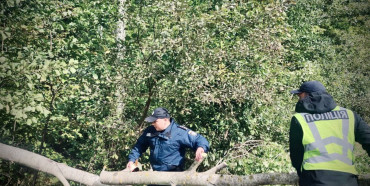 Патрульні розчистили дорогу від поваленого дерева на Рівненщині
