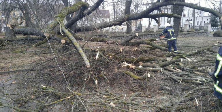 У Рівному дерево звалилося прямо на дорогу (ФОТО)