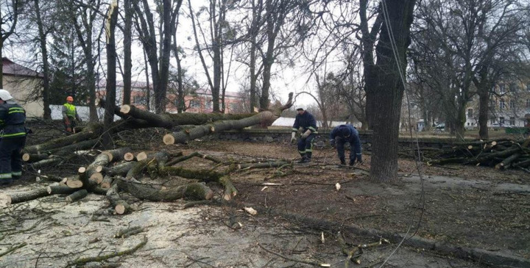 У Рівному дерево звалилося прямо на дорогу (ФОТО)