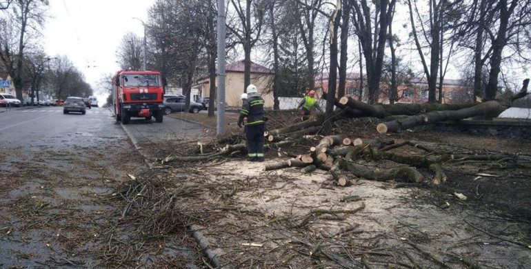 У Рівному дерево звалилося прямо на дорогу (ФОТО)