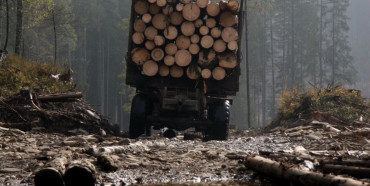 Рівненщина – в топі областей по знищенню лісів