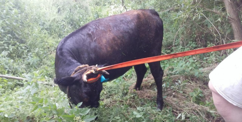 На Дубенщині рятувальники врятували корову, яка застрягла в болоті(ФОТО)