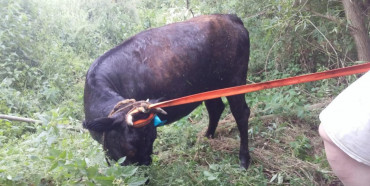 На Дубенщині рятувальники врятували корову, яка застрягла в болоті(ФОТО)