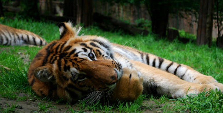 Рівненський зоопарк проводить набір на навчання волонтерів