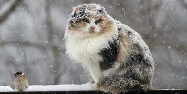 Сьогодні на Рівненщині очікується мокрий сніг