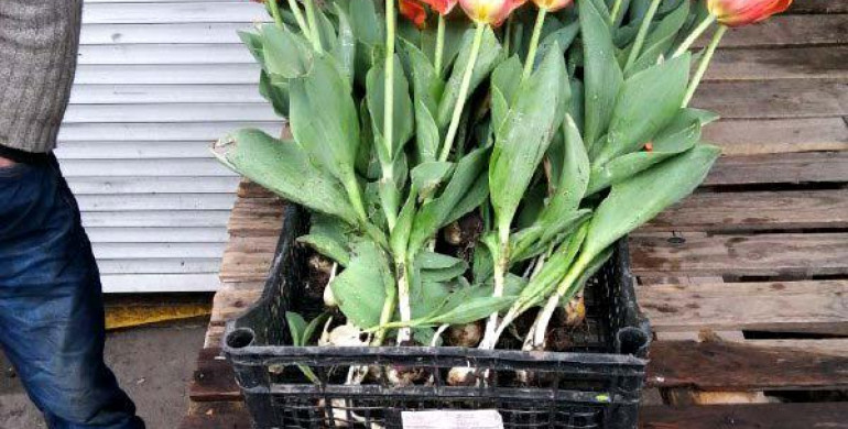 Крадіям тюльпанів у Рівному оголосили підозру