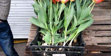 Крадіям тюльпанів у Рівному оголосили підозру