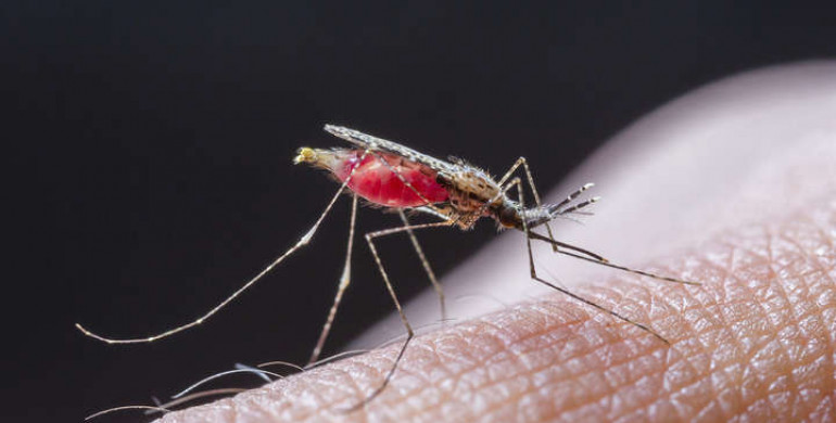 На Рівненщині комарі можуть поширювати малярію