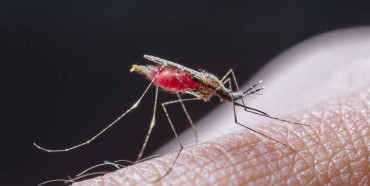 На Рівненщині комарі можуть поширювати малярію
