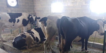 Молочну сімейну ферму відкрили на Здолбунівщині