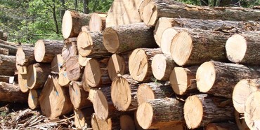 На Рівненщині вилучили незаконної деревини на 700 тис гривень
