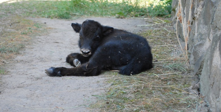 У Рівненському зоопарку продовжується бебі-бум (ФОТО) 