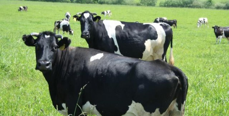 Чистопородних корів розводитиме ще одне господарство Рівненщини