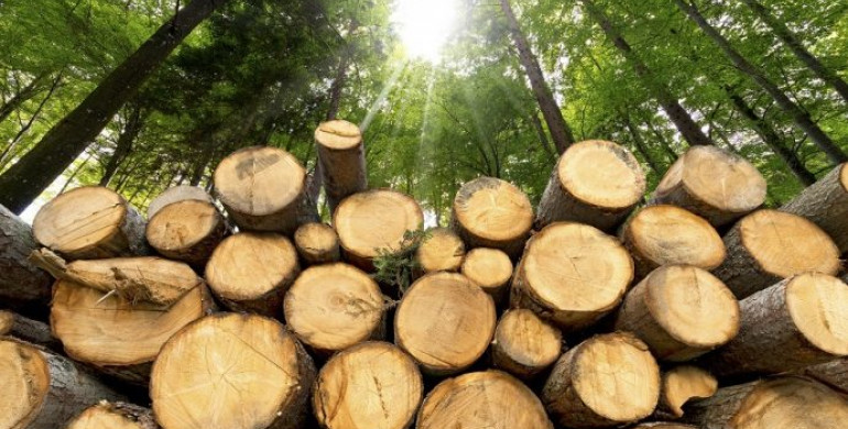 Прокуратура Рівненщини вимагає 164 тисячі гривень за незаконну вирубку лісів
