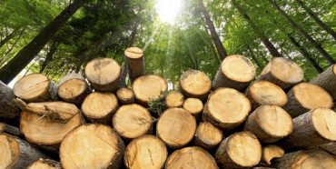 Прокуратура Рівненщини вимагає 164 тисячі гривень за незаконну вирубку лісів