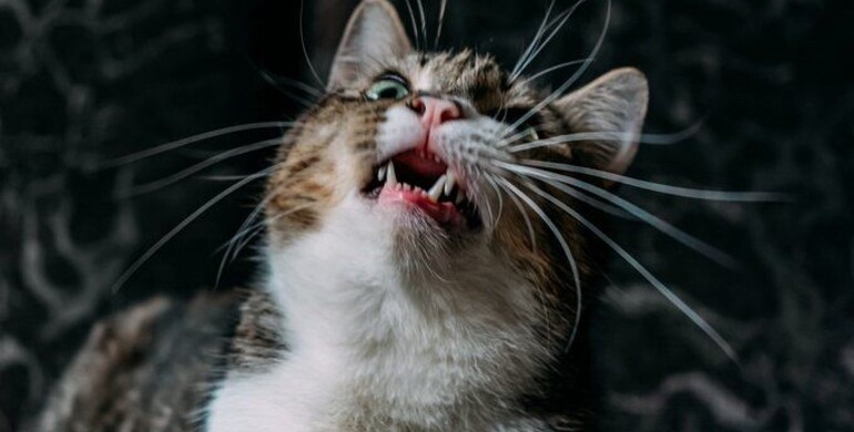 У Львові від сказу померла жінка, яку вкусило кошеня