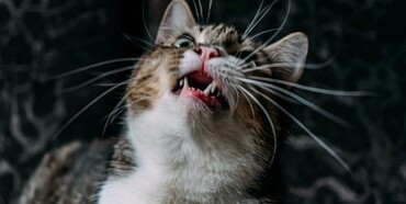 У Львові від сказу померла жінка, яку вкусило кошеня