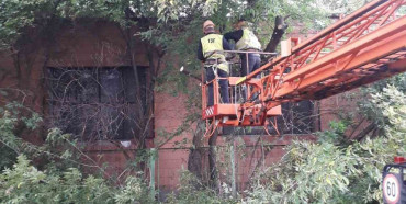 Трестівці Рівного зрізають аварійні дерева на території шкіл та садочків