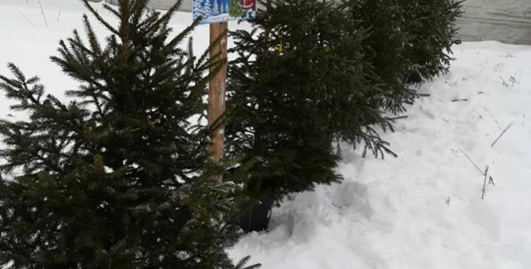 Ялинка напрокат: на Рівненщині пропонують новорічні дерева у горщиках 