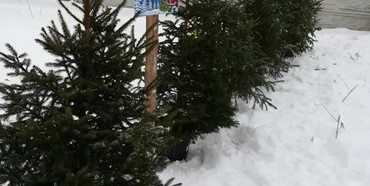 Ялинка напрокат: на Рівненщині пропонують новорічні дерева у горщиках 