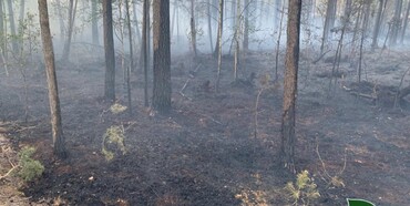 Через падіння дрона на Рівненщині загорівся ліс