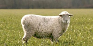 На Рівненщині померла скажена вівця