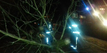 На Рівненщині через сильні пориви вітру повалились дерева (ФОТО)