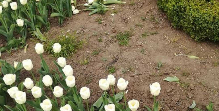 У Рівному за ніч знищили більше 1000 тюльпанів (ФОТО)