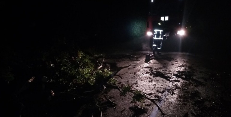 У Млинові величезне дерево повалилося на дорогу (ФОТО)