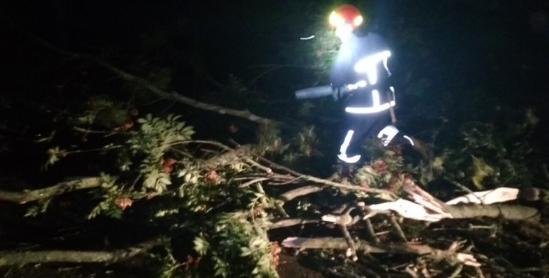У Млинові величезне дерево повалилося на дорогу (ФОТО)