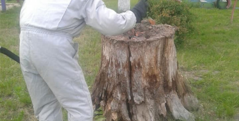 У Сарнах на території садочку  виявили  гніздо шершнів (ФОТО)