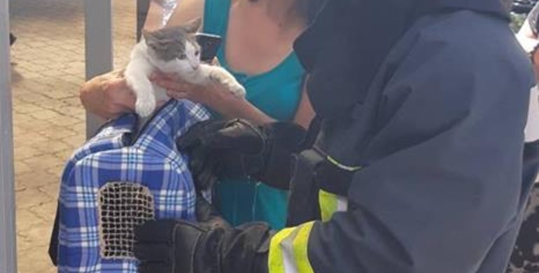 Спецоперація кіт: вогнеборці у Рівному  рятували пухнастика