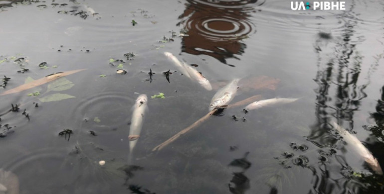 В Усті масово гине риба (ФОТО) 