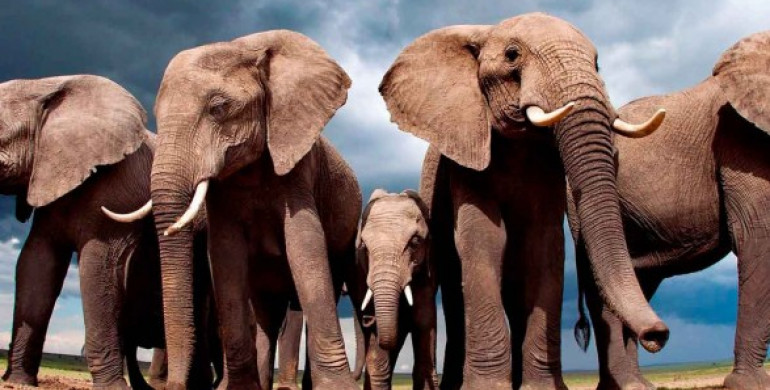 В Африці з невідомих причин гинуть сотні слонів