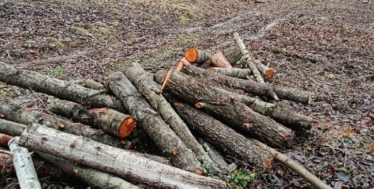 Незаконну вирубку дерев виявили на Рівненщині 