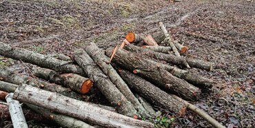 Незаконну вирубку дерев виявили на Рівненщині 