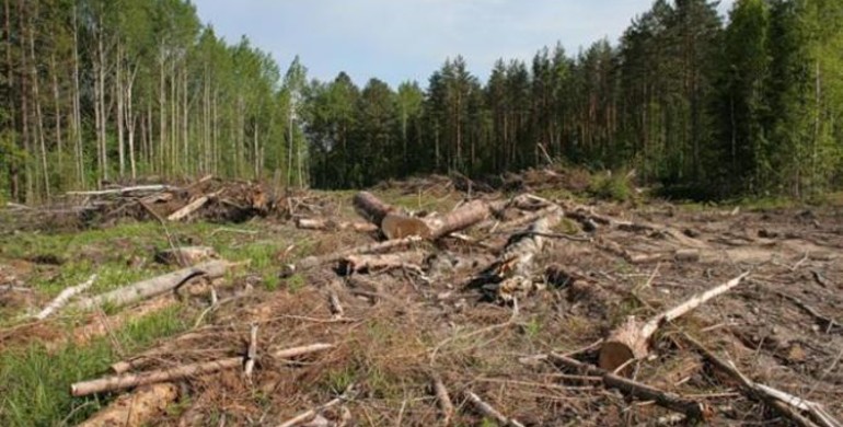  На Рівненщині зафіксовані найбільші обсяги незаконної вирубки лісів в Україні