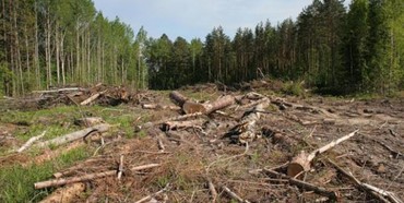  На Рівненщині зафіксовані найбільші обсяги незаконної вирубки лісів в Україні