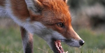 На Рівненщині у господарстві вбили скажену лисицю