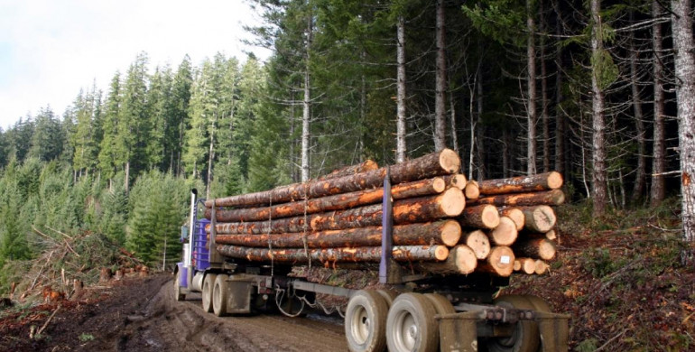 «Кумовство» продовжується: на Рівненщині лісник уклав договір з товаришем на 400 кубів лісу