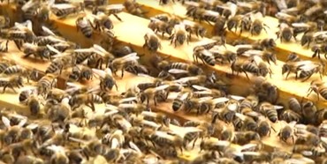 На Дубенщині гинуть бджоли