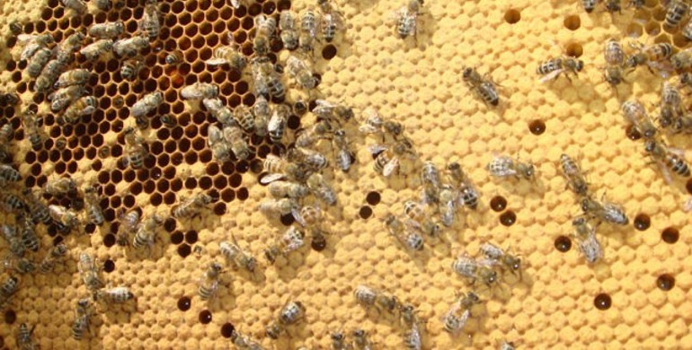 Агрофірма на Рівненщині труїть бджіл?