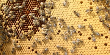 Агрофірма на Рівненщині труїть бджіл?