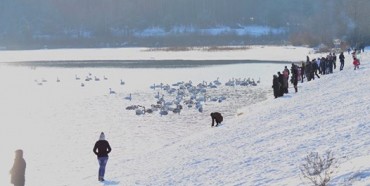 Рівненські орнітологи розкритикували нардепа й сказали не займати лебедів