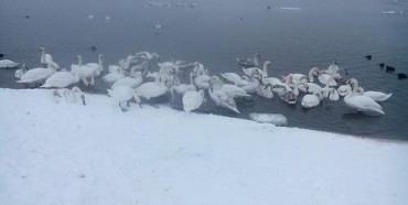 На Рівненщині мерзнуть зголоднілі дикі лебеді